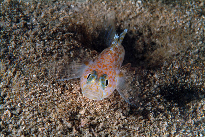 Thorogobius macrolepis